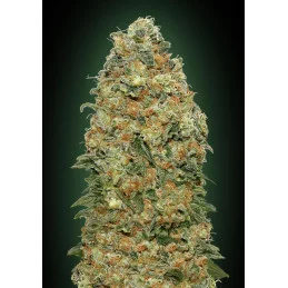 WHITE WIDOW - OO Seeds - SEEDS-BANK.CZ JIHLAVA