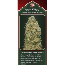 WHITE WIDOW - 00 Seeds - detail květu + info o rostlině