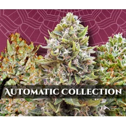 Automatic Collection 1 – 00 Seeds – 6 autoflowering semen