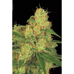 AUTO ACID - Paradise Seeds - WWW.SEEDS-BANK.CZ JIHLAVA