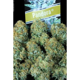 PANDORA - Paradise Seeds - WWW.SEEDS-BANK.CZ JIHLAVA