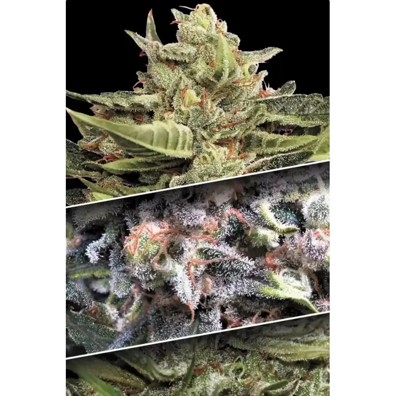 Auto Collection pack 1 - Paradise Seeds - WWW.SEEDS-BANK.CZ