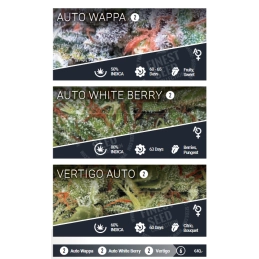 Auto Collection pack 1 - Paradise Seeds - WWW.SEEDS-BANK.CZ