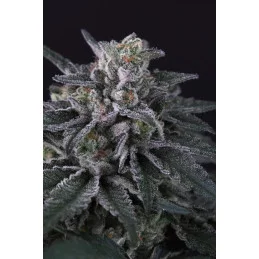 Gulupa - Paradise Seeds - SEEDS-BANK.CZ JIHLAVA