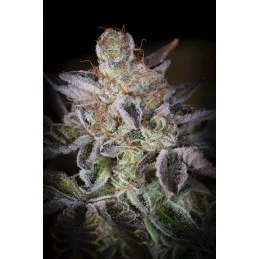 Sweetopia - Paradise Seeds - SEEDS-BANK.CZ JIHLAVA