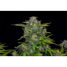 Zkit Kandy Dream Auto - Kannabia - WWW.SEEDS-BANK.CZ