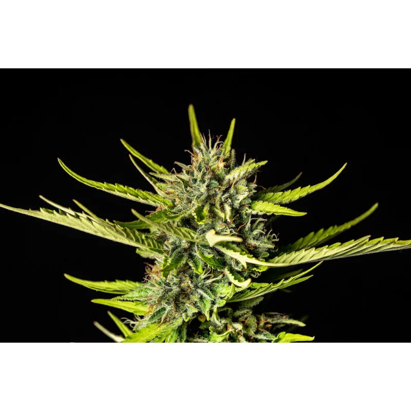 Strawberry Haze Auto - KANNABIA - WWW.SEEDS-BANK.CZ