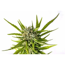 Strawberry Haze Auto - KANNABIA - WWW.SEEDS-BANK.CZ
