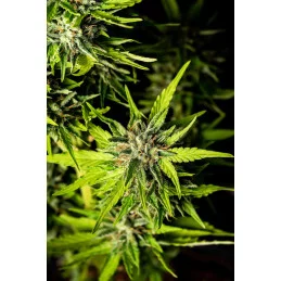 Strawberry Haze Auto - KANNABIA - WWW.SEEDS-BANK.CZ