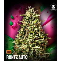 Runtz Auto - KANNABIA - WWW.SEEDS-BANK.CZ
