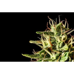 Runtz Auto - KANNABIA - WWW.SEEDS-BANK.CZ