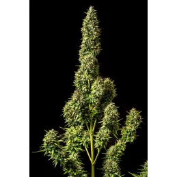 Runtz Auto - KANNABIA - WWW.SEEDS-BANK.CZ