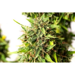 Runtz Auto - KANNABIA - WWW.SEEDS-BANK.CZ