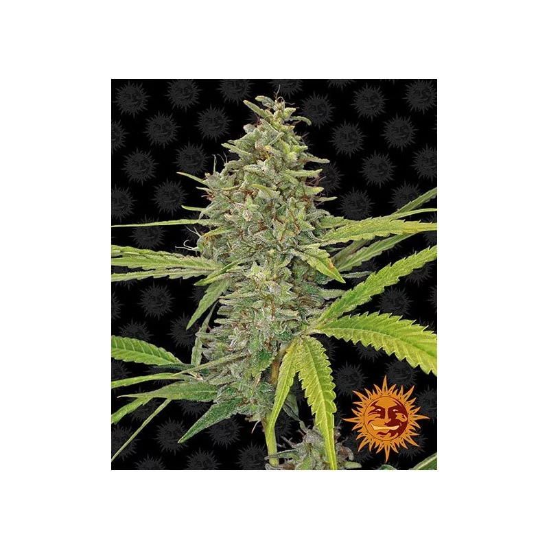 G13 Barney´s Farm SEEDS-BANK.CZ