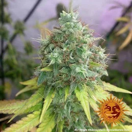 G13 Barney´s Farm SEEDS-BANK.CZ