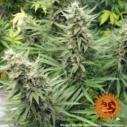 G13 Barney´s Farm SEEDS-BANK.CZ