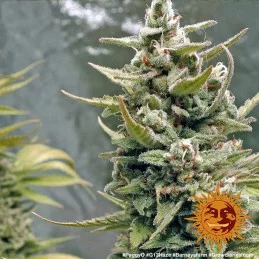 G13 Barney´s Farm SEEDS-BANK.CZ