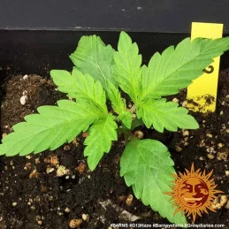G13 Barney´s Farm SEEDS-BANK.CZ