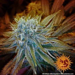 G13 Barney´s Farm SEEDS-BANK.CZ