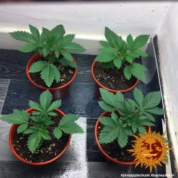 Pineapple Chunk Barney´s Farm SEEDS-BANK.CZ