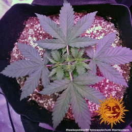 Pineapple Chunk Barney´s Farm SEEDS-BANK.CZ