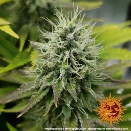 Pineapple Chunk Barney´s Farm SEEDS-BANK.CZ