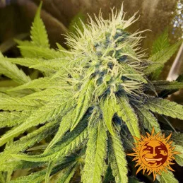 Pineapple Chunk Barney´s Farm SEEDS-BANK.CZ