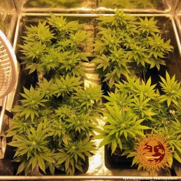 Pineapple Chunk Barney´s Farm SEEDS-BANK.CZ