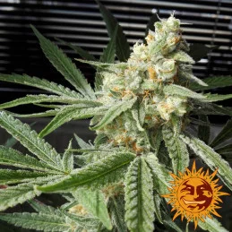 Pineapple Chunk Barney´s Farm SEEDS-BANK.CZ