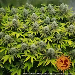 Pineapple Chunk Barney´s Farm SEEDS-BANK.CZ