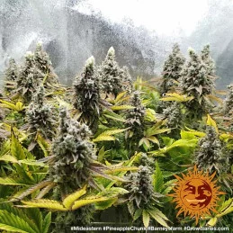 Pineapple Chunk Barney´s Farm SEEDS-BANK.CZ