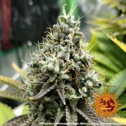 Pineapple Chunk Barney´s Farm SEEDS-BANK.CZ