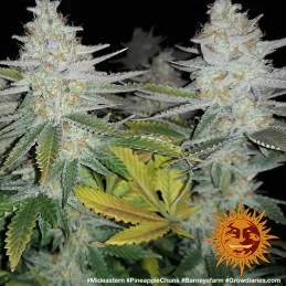 Pineapple Chunk Barney´s Farm SEEDS-BANK.CZ
