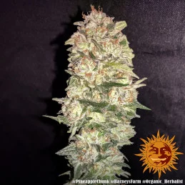 Pineapple Chunk Barney´s Farm SEEDS-BANK.CZ