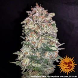 Pineapple Chunk Barney´s Farm SEEDS-BANK.CZ