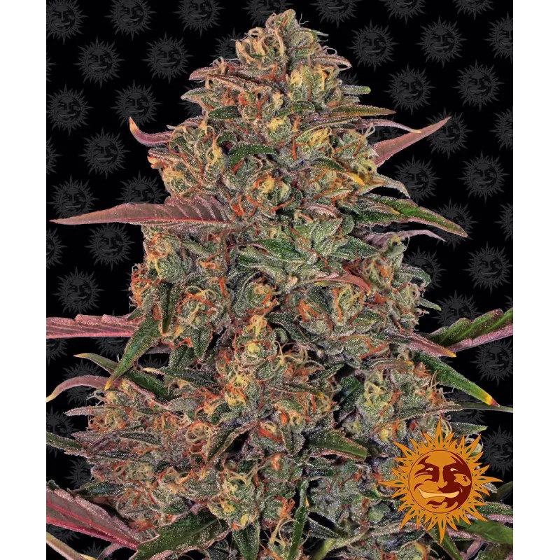 Pineapple Chunk Barney´s Farm SEEDS-BANK.CZ