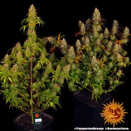 Tangerine Dream Barney´s Farm SEEDS-BANK.CZ