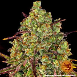 Tangerine Dream Barney´s Farm SEEDS-BANK.CZ