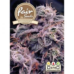 AutoBlueberry  - autoflowering - Fair Seeds - samokvetoucí semena marihuany