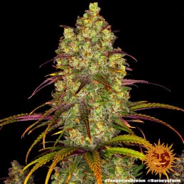 Tangerine Dream Barney´s Farm SEEDS-BANK.CZ