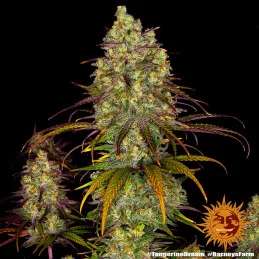 Tangerine Dream Barney´s Farm SEEDS-BANK.CZ