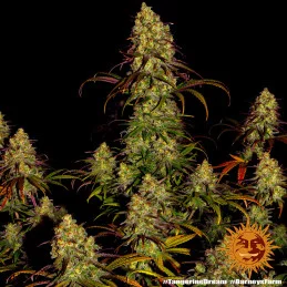 Tangerine Dream Barney´s Farm SEEDS-BANK.CZ