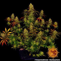 Tangerine Dream Barney´s Farm SEEDS-BANK.CZ