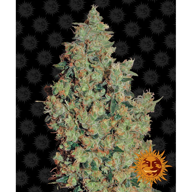 Tangerine Dream Barney´s Farm SEEDS-BANK.CZ