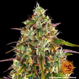 Liberty Haze Barney´s Farm SEEDS-BANK.CZ