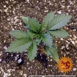 Acapulco Gold Barney´s Farm SEEDS-BANK.CZ