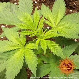 Acapulco Gold Barney´s Farm SEEDS-BANK.CZ
