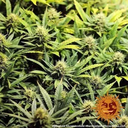 Acapulco Gold Barney´s Farm SEEDS-BANK.CZ