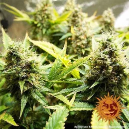 Acapulco Gold Barney´s Farm SEEDS-BANK.CZ