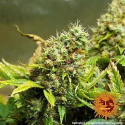 Acapulco Gold Barney´s Farm SEEDS-BANK.CZ